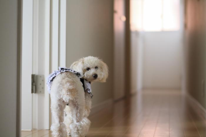 犬 犬