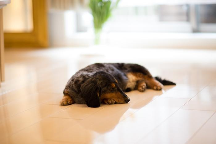 愛犬の床 愛犬の床