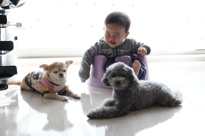 愛犬の床 愛犬の床